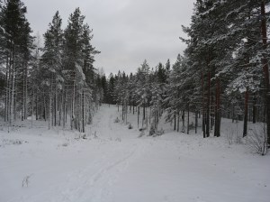 Ryssänmontun pulkkamäki talvella 2015. Kuva Kirsi Jaakkola.