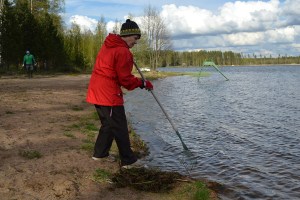 Valkiajärven uimarannan siivoustalkoot järjestettiin 20.05.2015. Kuva: Kirsi Jaakkola